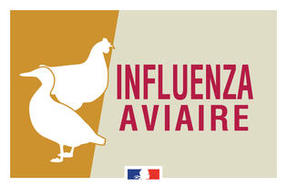 INFLUENZA AVIAIRE - Influenza aviaire - Alimentation, consommation, animaux - Actions de l'État - Les services de l'État dans les Deux-Sèvres