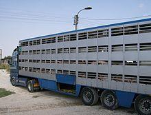 Restrictions concernant le transport routier d’animaux vivants en France pendant la canicule